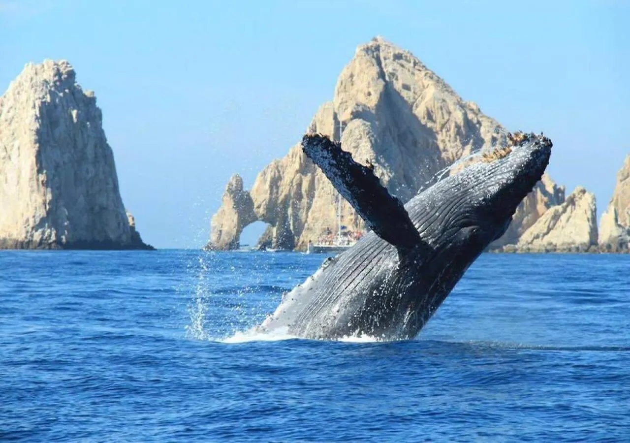 Lägenhet Best Location In Medano Beach -Marina Sol Lrg 2 Bed Steps To Beach, Downtown & Marina Cabo San Lucas
